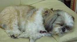 tarou sleeping.jpg (12324 oCg)